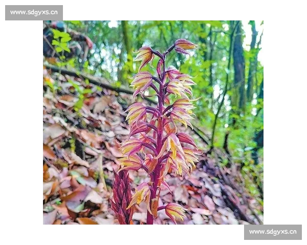 哀牢山区域生态环境变化及其对生物多样性保护的影响研究